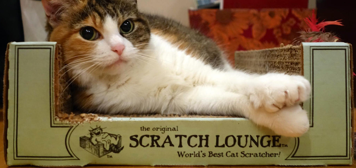 Pawsitively Best Cat Scratcher